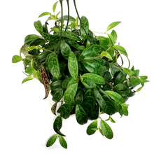 Load image into Gallery viewer, Lipstick Plant, 6in HB, Black Pagoda
