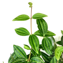 Load image into Gallery viewer, Peperomia, 6in, Funky Frog, Hanging Basket
