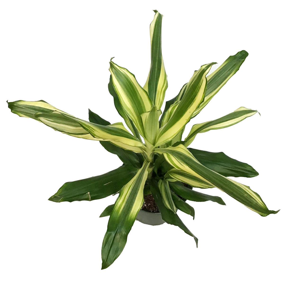 Dracaena, 6in, Steudneri, Sunrise