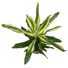 Load image into Gallery viewer, Dracaena, 6in, Steudneri, Sunrise
