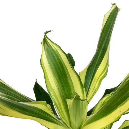 Dracaena, 6in, Steudneri, Sunrise