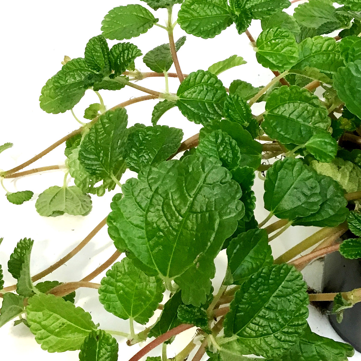 Pilea, 4in, Creeping Charlie