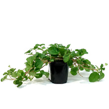 Load image into Gallery viewer, Pilea, 4in, Creeping Charlie
