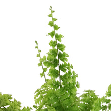 Load image into Gallery viewer, Fern, 4in, Green Fantasy
