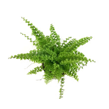 Load image into Gallery viewer, Fern, 4in, Green Fantasy
