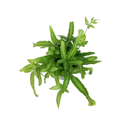 Fern, 4in, Mayi
