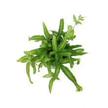 Load image into Gallery viewer, Fern, 4in, Mayi
