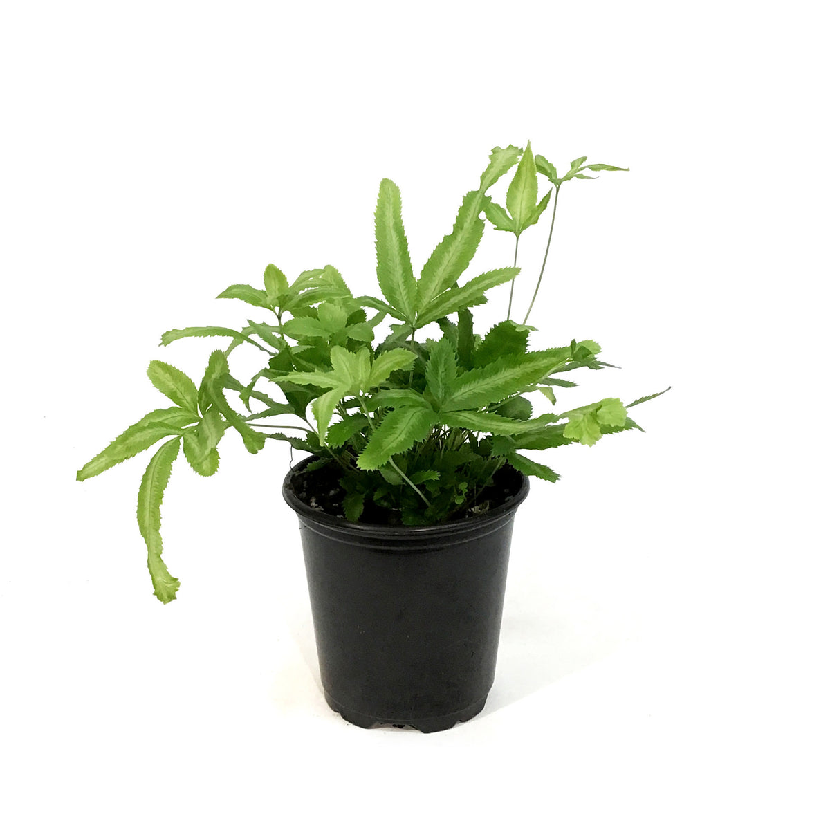 Fern, 4in, Mayi