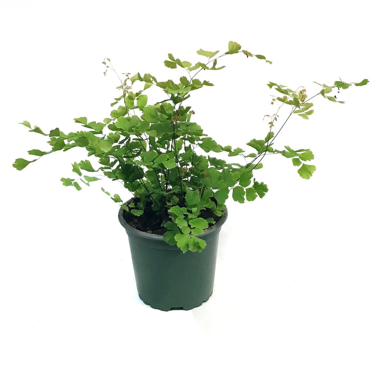 Fern, 4in, Maidenhair, Rosy