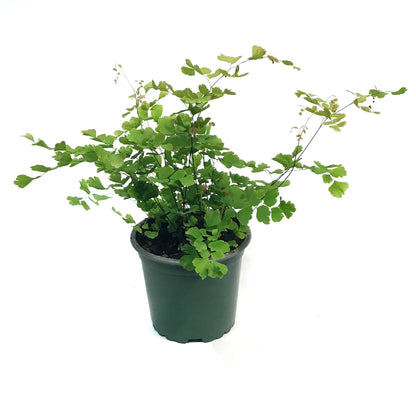 Fern, 4in, Maidenhair, Rosy