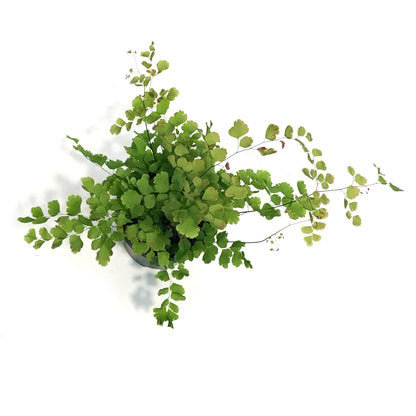 Fern, 4in, Maidenhair, Rosy