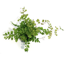 Load image into Gallery viewer, Fern, 4in, Maidenhair, Rosy
