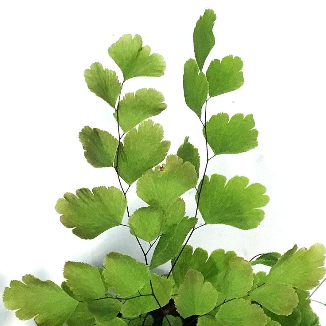 Fern, 4in, Maidenhair, Rosy