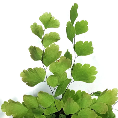 Fern, 4in, Maidenhair, Rosy