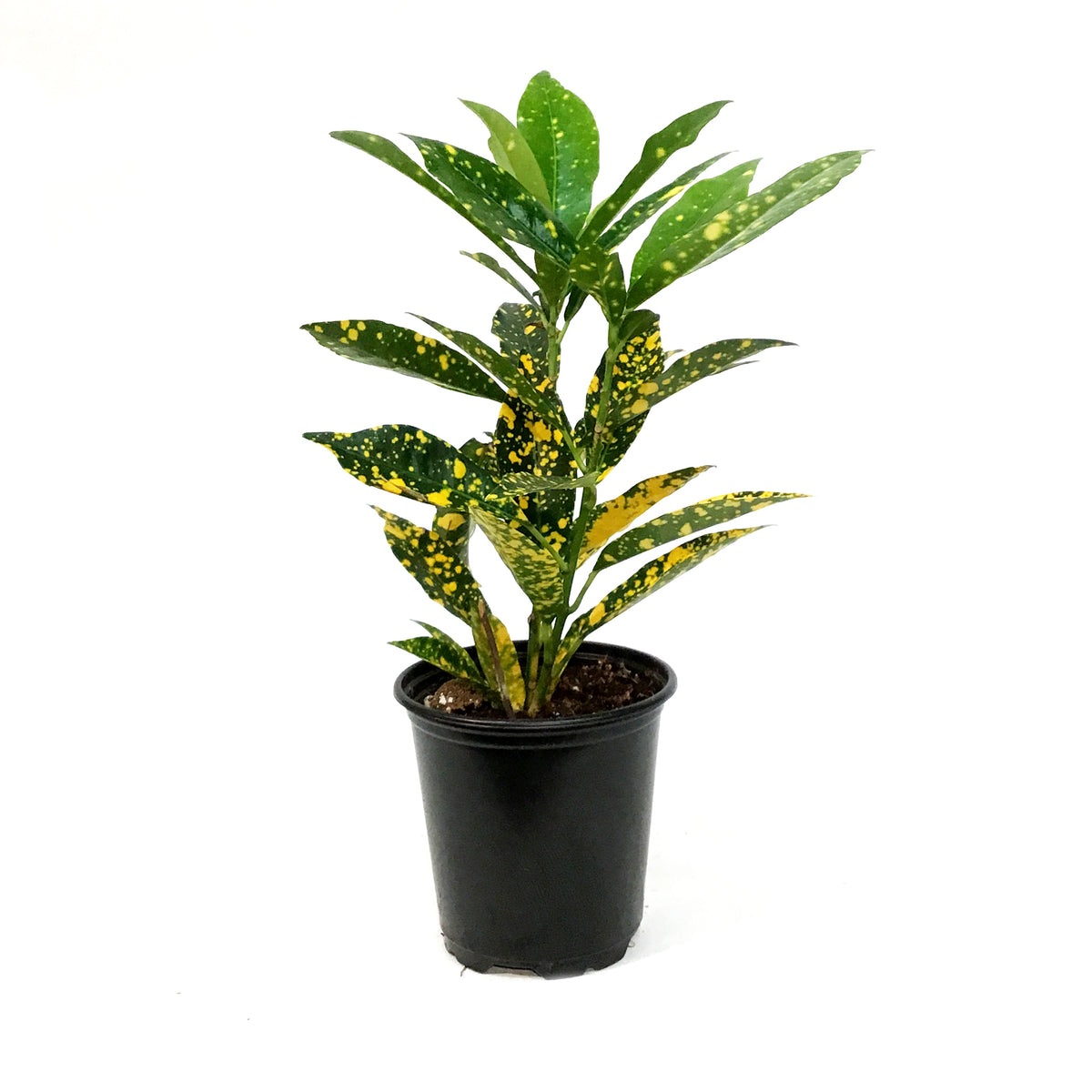 Croton, 4in, Gold Dust