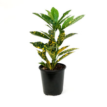 Load image into Gallery viewer, Croton, 4in, Gold Dust

