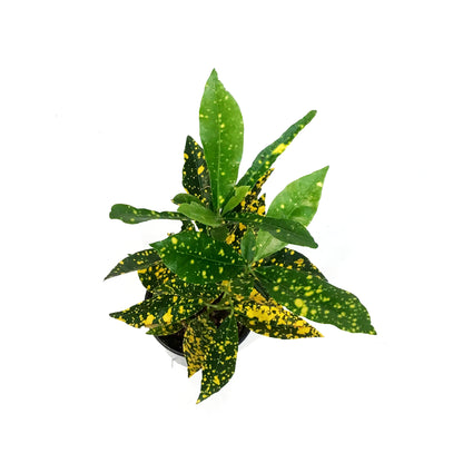 Croton, 4in, Gold Dust