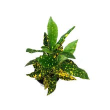 Load image into Gallery viewer, Croton, 4in, Gold Dust
