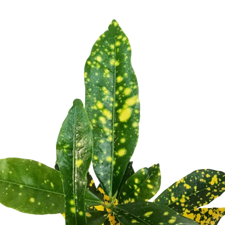 Croton, 4in, Gold Dust