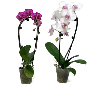 Orchid, 4in,Waterfall