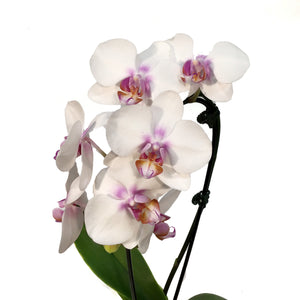 Orchid, 4in,Waterfall