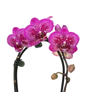 Orchid, 4in,Waterfall