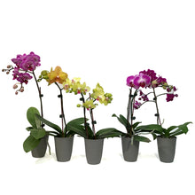Load image into Gallery viewer, Orchid, 3in,1-2 Spike, Deco Pot
