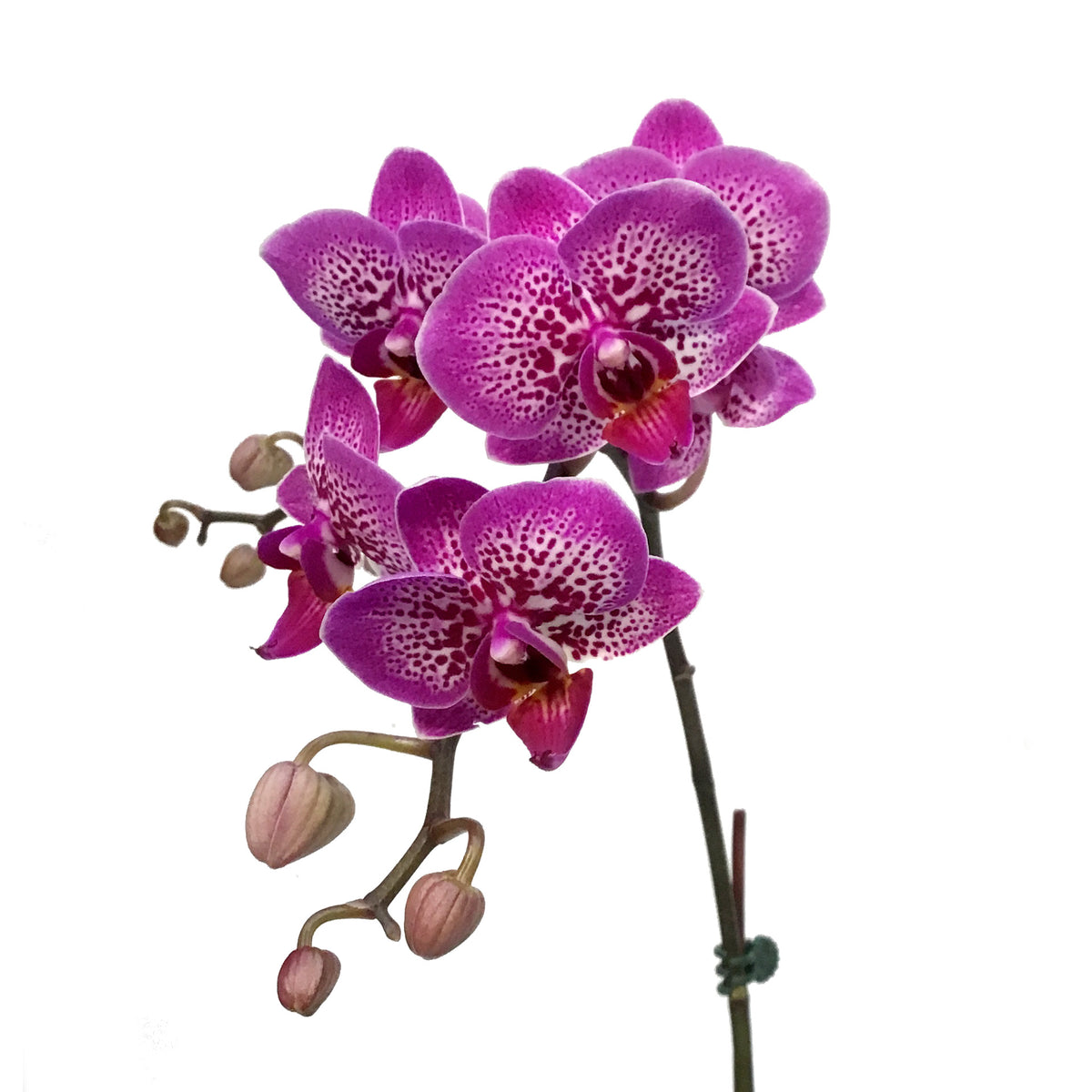 Orchid, 3in,1-2 Spike, Deco Pot