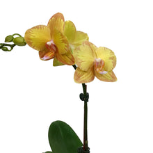 Load image into Gallery viewer, Orchid, 3in,1-2 Spike, Deco Pot
