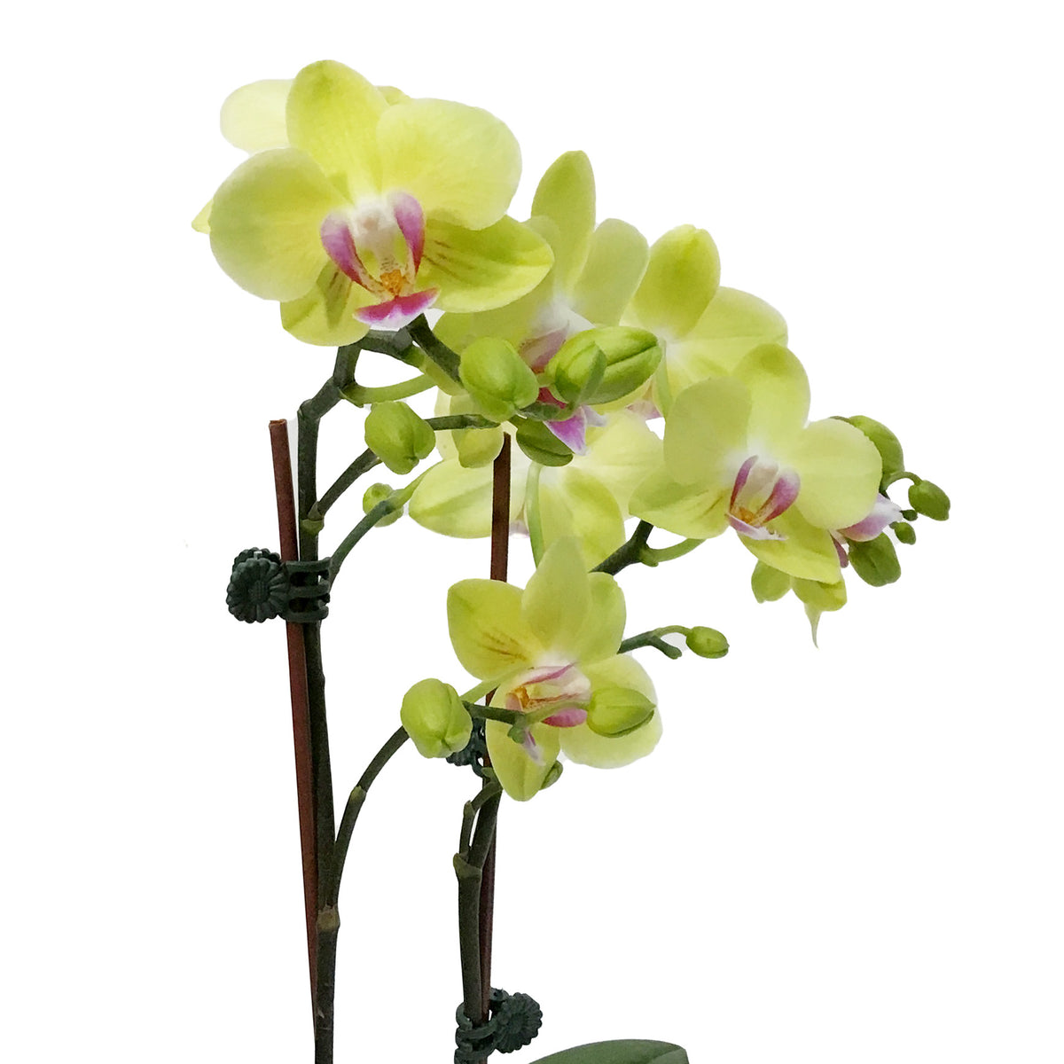 Orchid, 3in,1-2 Spike, Deco Pot