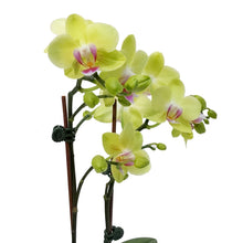 Load image into Gallery viewer, Orchid, 3in,1-2 Spike, Deco Pot
