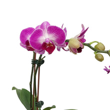 Load image into Gallery viewer, Orchid, 3in,1-2 Spike, Deco Pot
