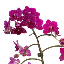 Load image into Gallery viewer, Orchid, 3in,1-2 Spike, Deco Pot
