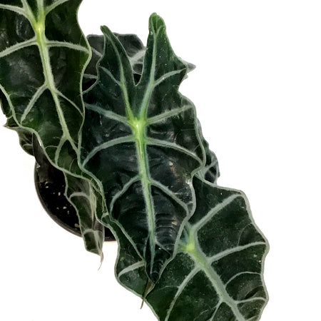 Alocasia, 4in, Amazonica, Dwarf