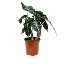 Load image into Gallery viewer, Alocasia, 4in, Amazonica, Dwarf
