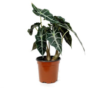 Alocasia, 4in, Amazonica, Dwarf