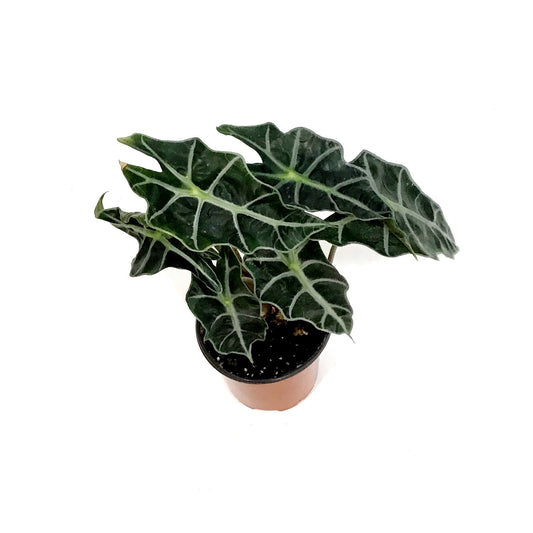 Alocasia, 4in, Amazonica, Dwarf