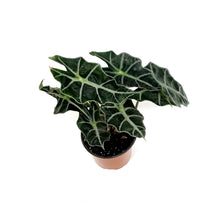 Load image into Gallery viewer, Alocasia, 4in, Amazonica, Dwarf
