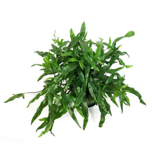 Load image into Gallery viewer, Fern, 6in, Kangaroo Paw
