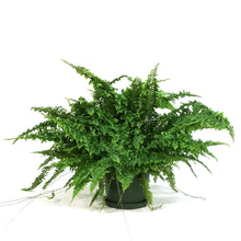 Load image into Gallery viewer, Fern, 6in, Fluffy Ruffles
