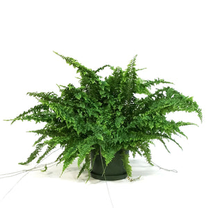 Fern, 6in, Fluffy Ruffles