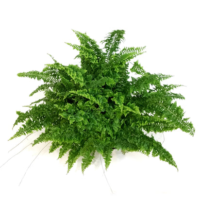 Fern, 6in, Fluffy Ruffles