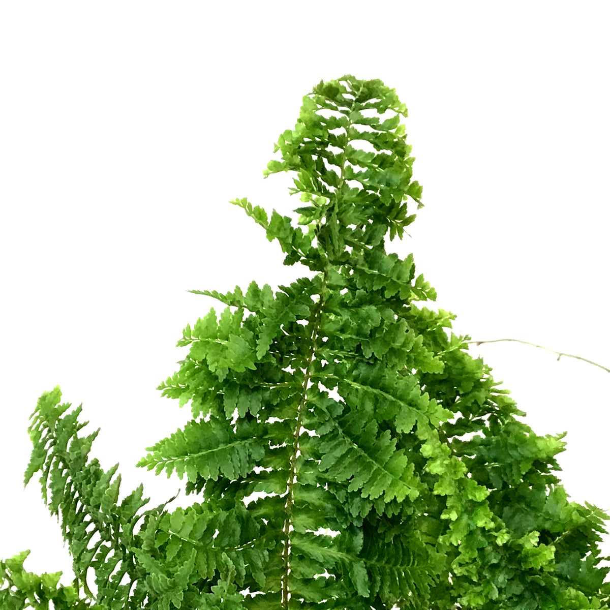 Fern, 6in, Fluffy Ruffles