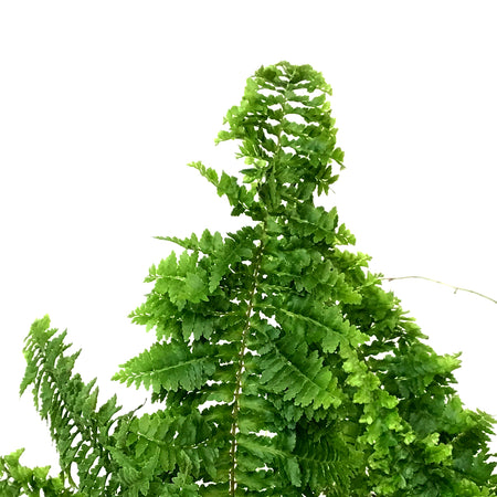 Fern, 6in, Fluffy Ruffles