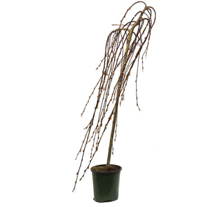 Willow, 6.5in, Grafted