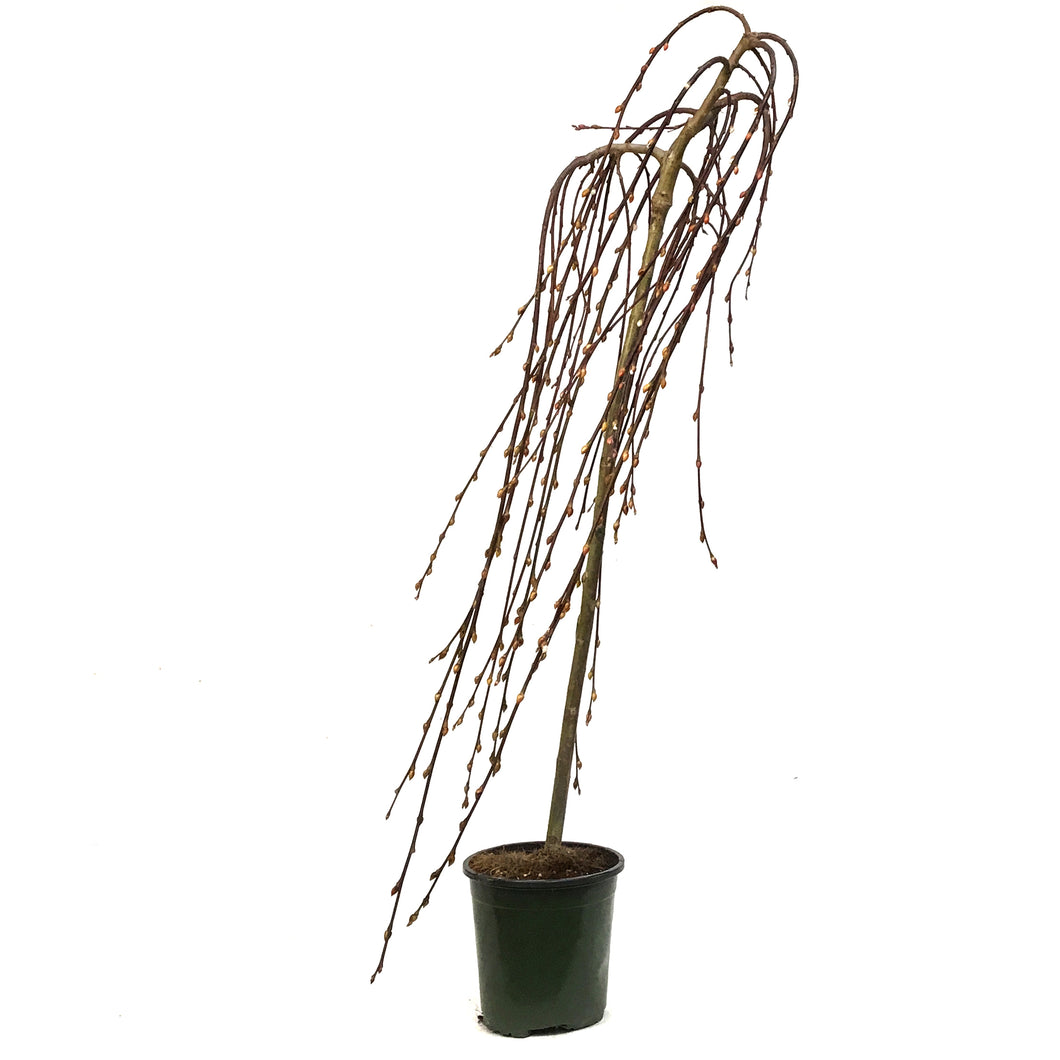 Willow, 6.5in, Grafted