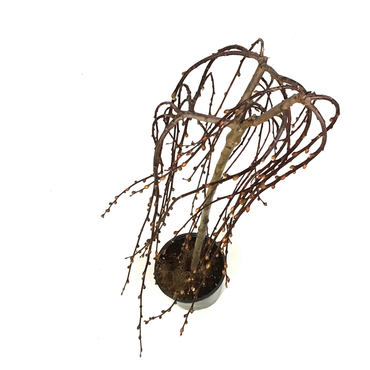 Willow, 6.5in, Grafted