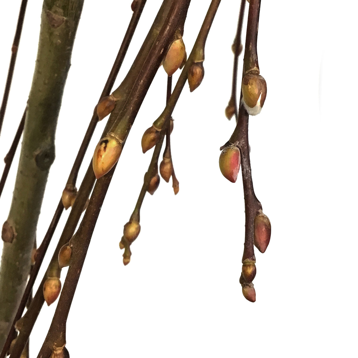 Willow, 6.5in, Grafted