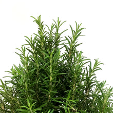 Load image into Gallery viewer, Rosemary, 6in, Tree
