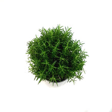 Load image into Gallery viewer, Rosemary, 6in, Tree
